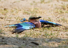 Lilac-Breasted Roller Dustbathing, Moremi, Botswana