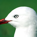 Red-Billed Gull, Larus novahollaendiae