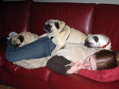 tammy with three pugs piled on