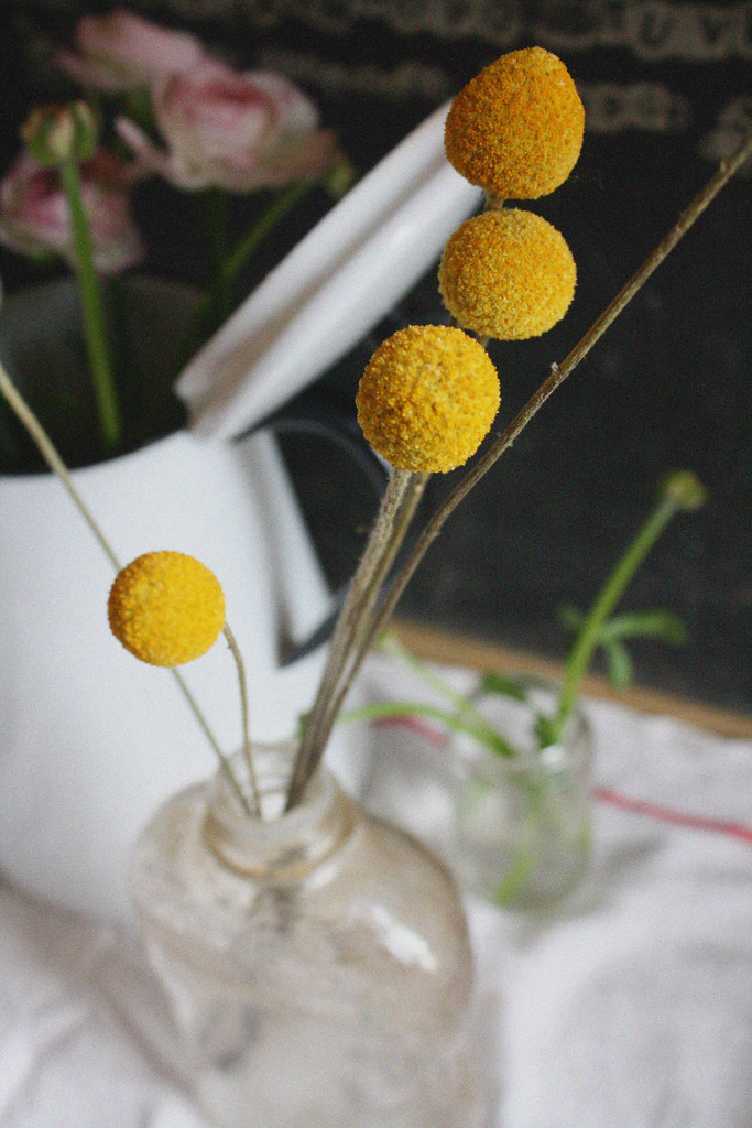 billy buttons