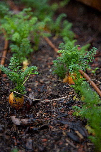 January 18, 2010 - Carrots in the Garden