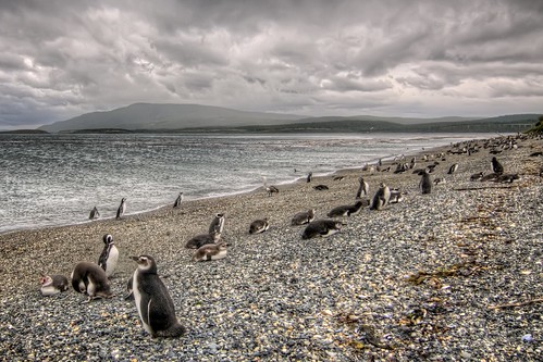 On Penguin Island