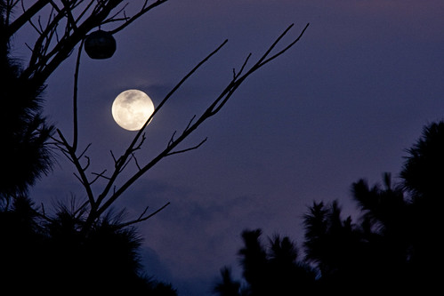 Wolf Moon (29Jan2010)