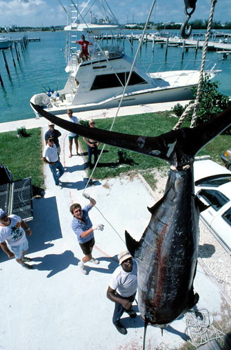Blue marlin being weighed on scales at the Oceanside Marina: Key West, Florida