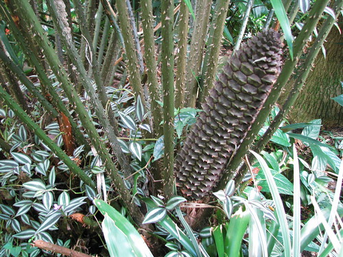 Ceratozamia robusta
