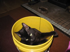 Jake in a bucket