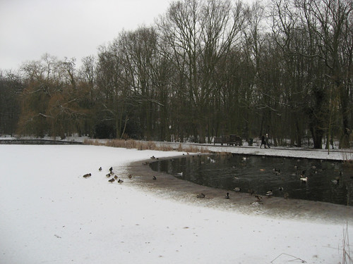 Frozen Leidse Hout pond