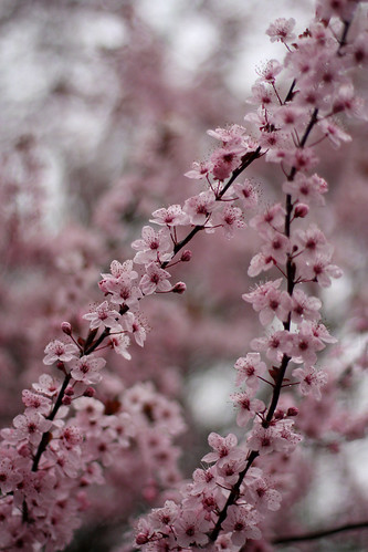 More cherry blossoms.....