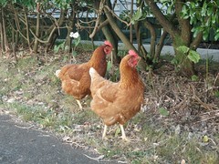Itinerant Guests at Chicken House