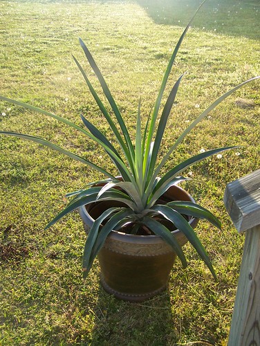 Growing a pineapple in North Carolina - 1 Year of Growth