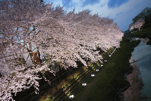 2010/04/06 Cherry blossoms light-up #4