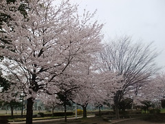 富士フイルム ファインピクセル Z700E 撮影 桜