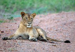 Lioness South Luangwa