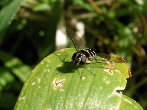 hoverfly3