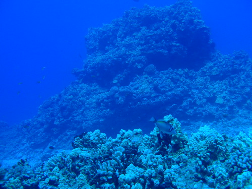 Diving Big Island Hawaii