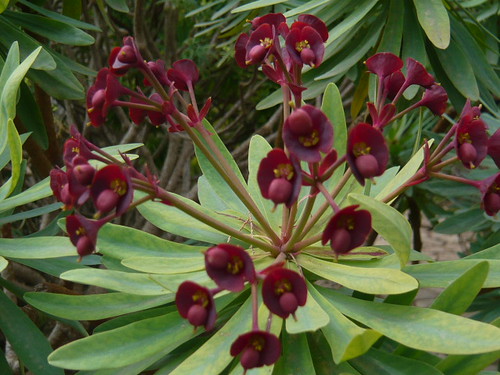 Euphorbia atropupurea