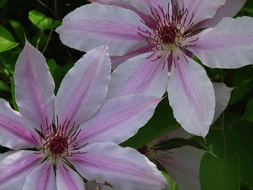 clematis 'Nelly Moser'