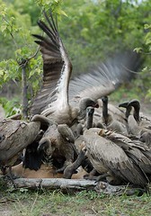 Whitebacked Vultures, Chobe National Park Botswana