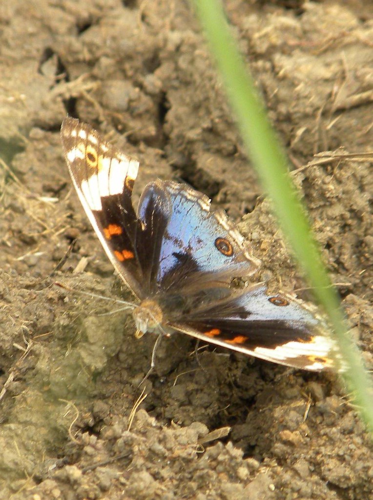 常見的鱗翅目，(右)蛾類約巴掌大，(左)色彩炫麗非常少見。
