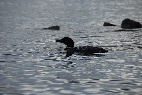 Cottage trip - Common Loon