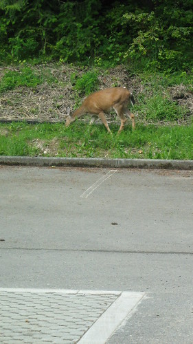 deer in the parking lot