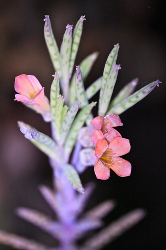 Kalanchoe tubiflora in Bloom