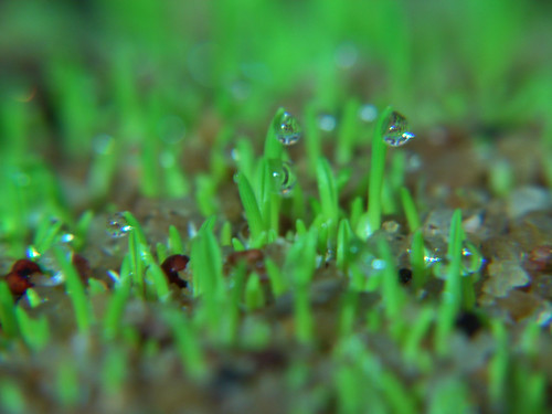 Dew drops - Macro Photography experiment 2