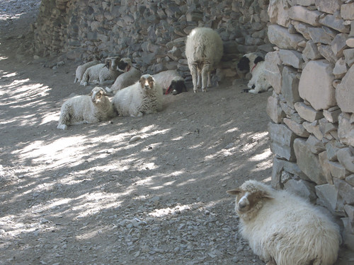 Sheep at Alchi 
