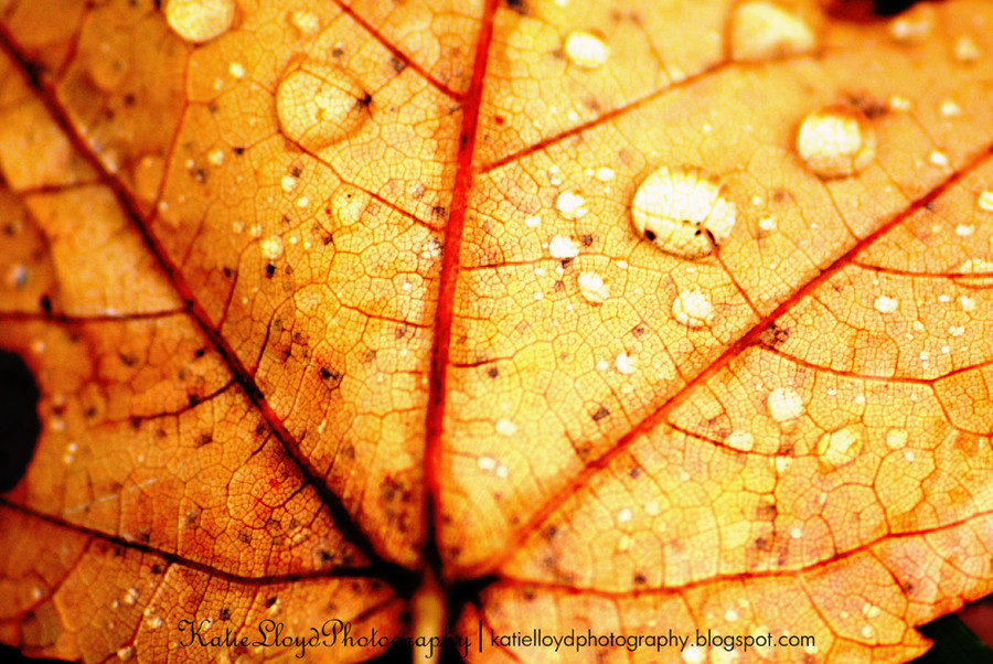 Leaf-with-water-drops-macro