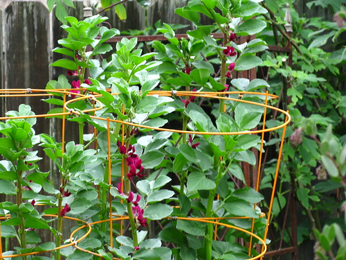 Crimson flowering fava