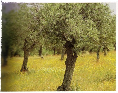 olive trees in meadow (Practical Herb Garden - Jessica Houdret)