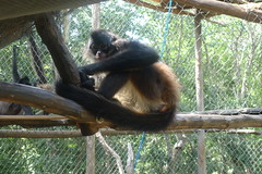 Monkeys! Kuxi K'aax - The Jungle Place