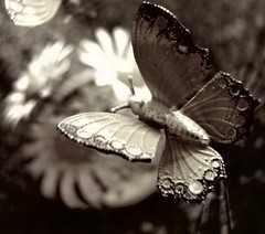 Picnik Butterfly