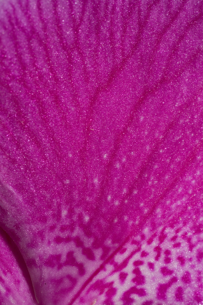 Feb 23 - Orchid Macro 2