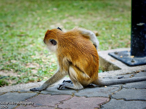 monkey by Kulop Ludin