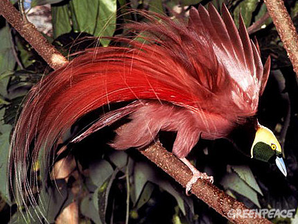 Райские птички Birds of Paradise New Guinea5