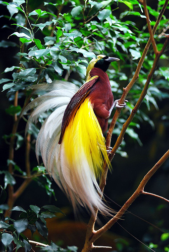 Райские птички Birds of Paradise New Guinea2
