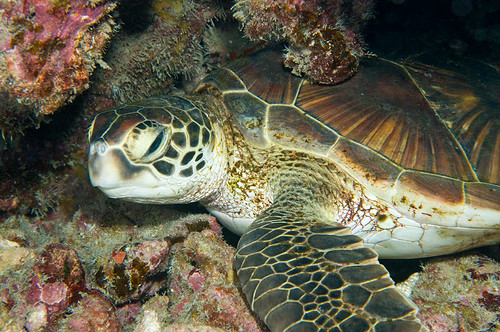 Young Green Turtle
