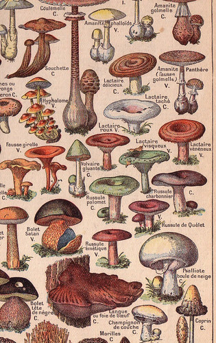 mushrooms copy