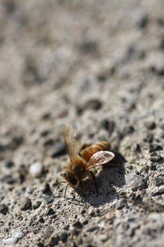 Dying Bee