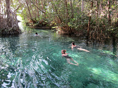IMG_0505: A Swim in the Mangroves