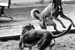 Dog Fighting Clinic -- Otto v. Rocky