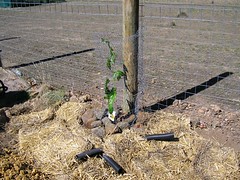 passionfruit planting - 4