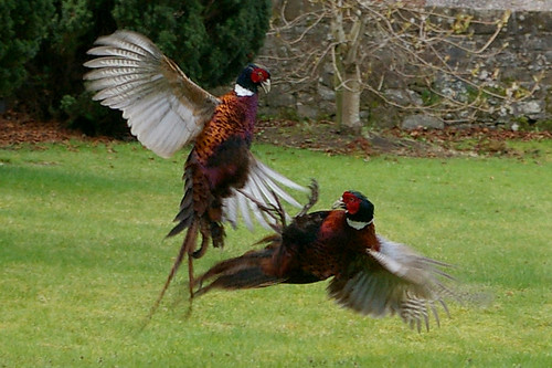 Battling Pheasants