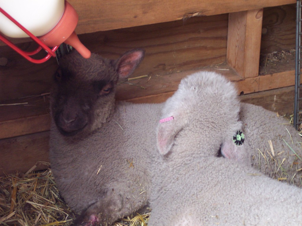 Sheep Shearing 2010 - bottle lambs