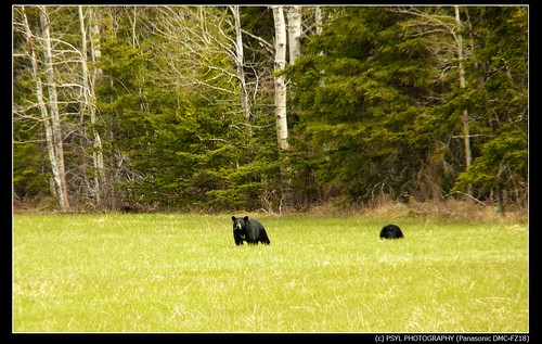 American Black Bears (Ursus americanus)