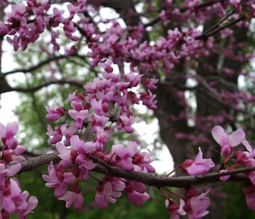 floweringtrees2 028