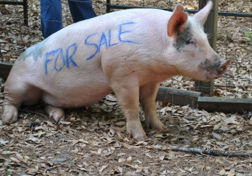 Pig-for-Sale