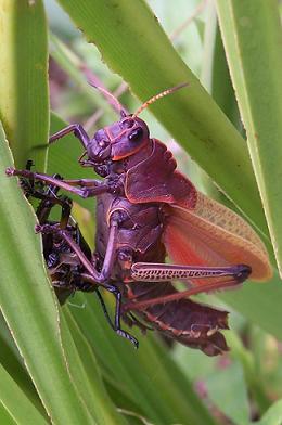 Freshly molted lubber grasshopper