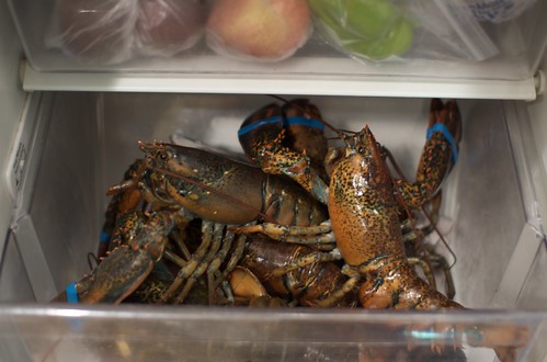 Lobsters in a drawer